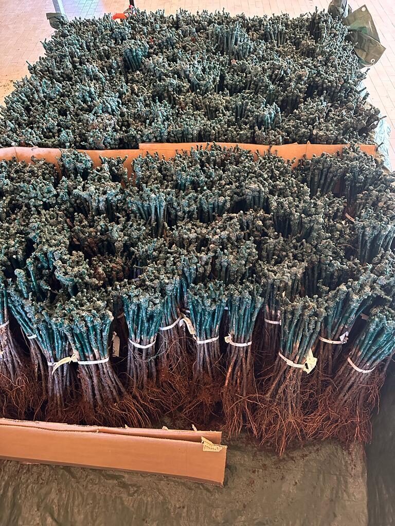5'000 newly arrived vines ready to be planted