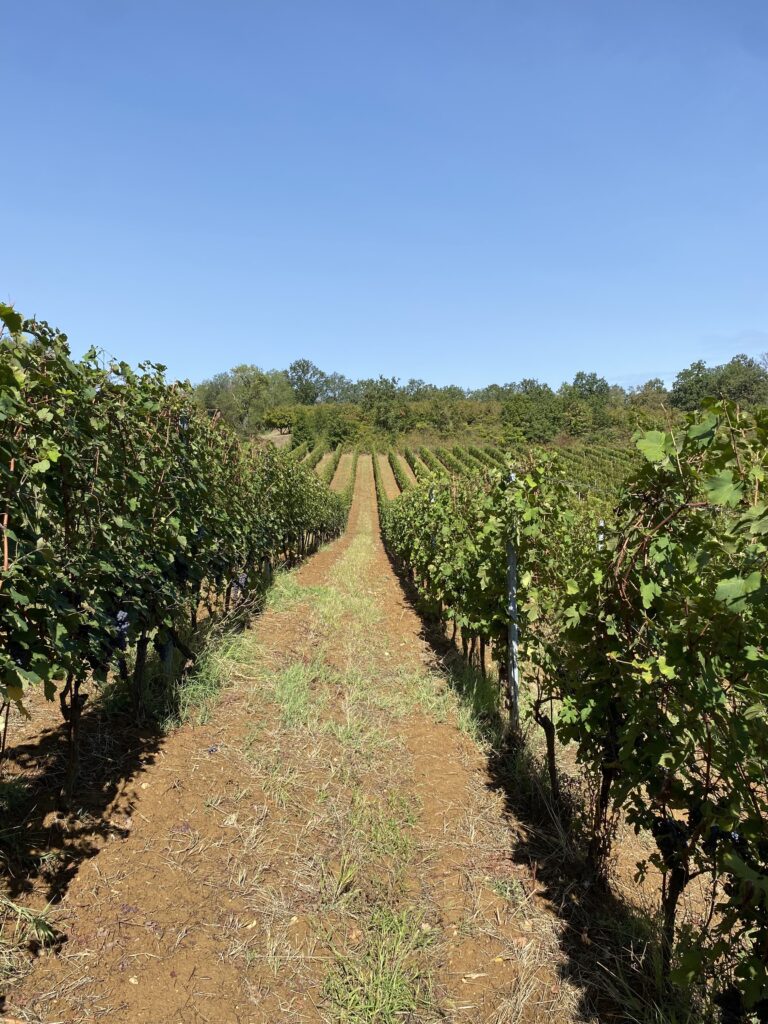 rows of vine