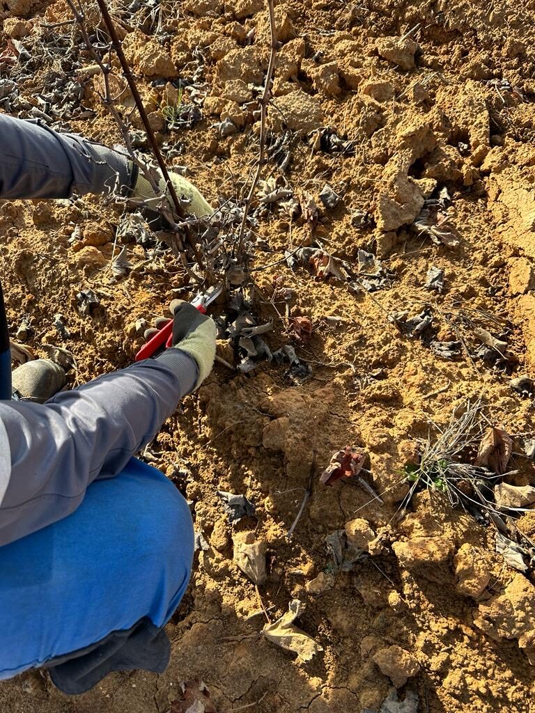 Worker makes the wintercut on vines